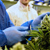 Send Plants Canada - Send stylish potted plants as gifts to offices or homes.