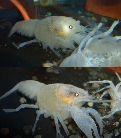 すごい自然のショールーム 自分自身をリサイクル ザリガニの脱皮の知恵