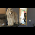 Afganistanski Hrt / Pas Najbolji Covjekov Prijatelj Afghan Hound O Psu Afganistanski Hrt Je Veoma Stara Pasmina S Kraljevskim Drzanjem I Ponasanjem Prepoznatljivi Su Po Svojem Uskom I Visokom Tijelu Te Dugom Gustom / Afganistanski hrt je najelegantnija pasmina koju ste ikada mogli zamisliti.