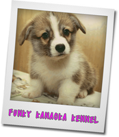 コーギーの老後対策 コーギーブリーダーと探す可愛い子犬たちとの出会い