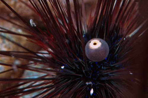 sea urchin