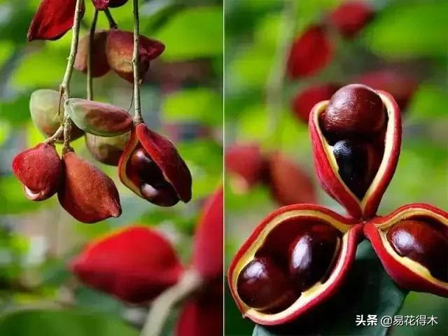 蘋果古代叫柰 林檎 頻婆果等 其歷史演變過程非常有趣 每日頭條