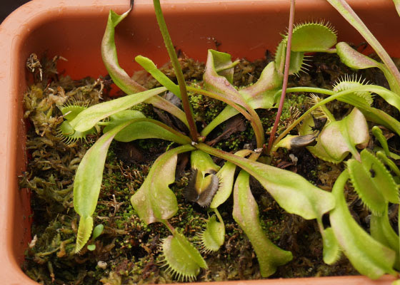 時期外れの植え替え 花期真っ盛り 食虫植物 ハエトリソウのみ テキトー栽培記 その17 15年7月 Web雑記