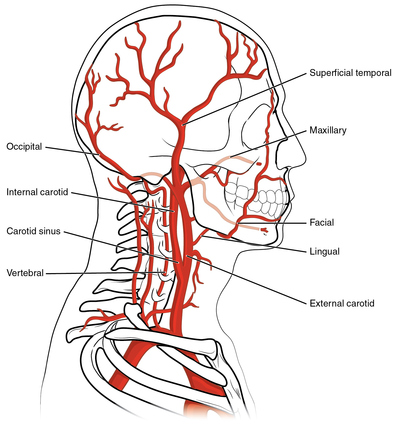 Neuroanatomie Blutversorgung Des Gehirns