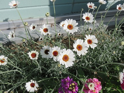マーガレットの姉妹花 でもシルバーリーフです ローダンセマム この花の名前なんていうの