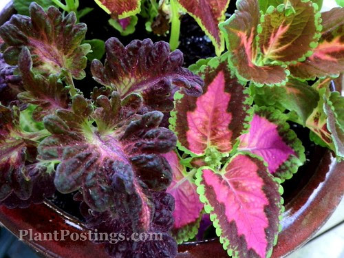 coleus
