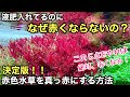 70以上 水草 浮き草 赤い 188403