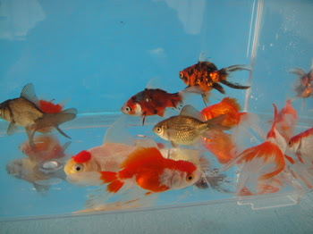 おたま金魚ミックスリリースしました チャーム金魚 メダカブログ