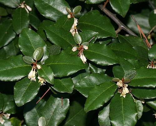 elaeagnus-pungens091013-0489dukez
