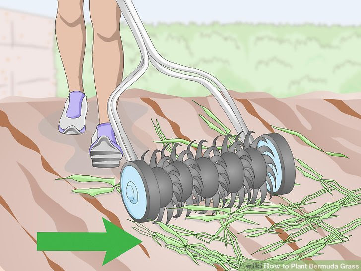 Plant Bermuda Grass Step 2.jpg