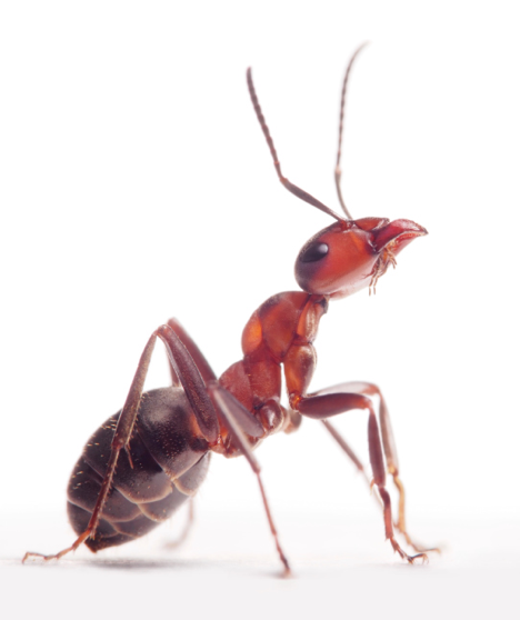 ants 2.png