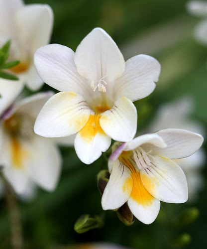 Freesia species