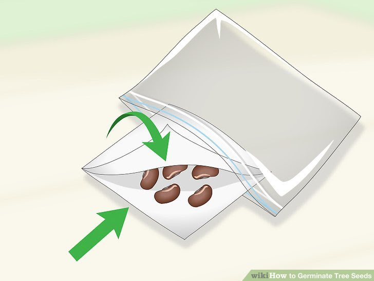 Germinate Tree Seeds Step 11 Version 3.jpg