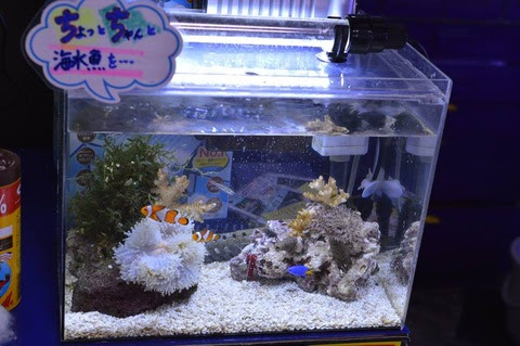 ちょっとちゃんと海水魚セット と インドネシア入荷 入荷 海水魚のパイオニア 日海センター 日海フィッシュコム