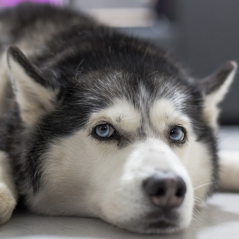 犬がお腹を見せるのはなぜ 仰向けでできる健康チェックとは