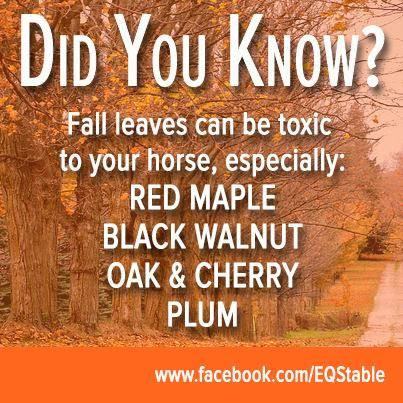 Toxic fall leaves