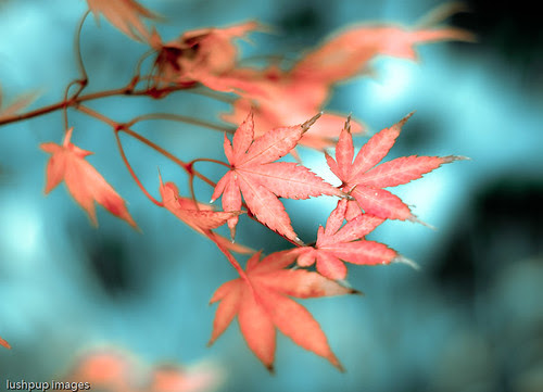 ...the autumn leaves...