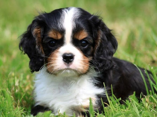 Petit Chien King Charles