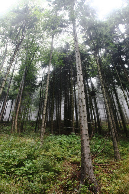 wał2