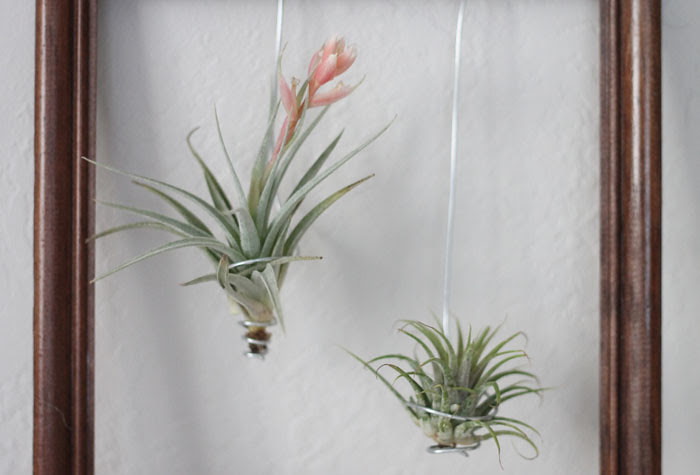air plant display
