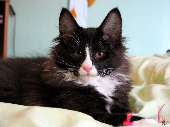 Petit Plumet En Haut Des Oreilles Forum Sur Les Chats