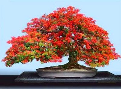 Tips Cara Menyuburkan Pokok dan Tanaman  Dari Emak Nak 