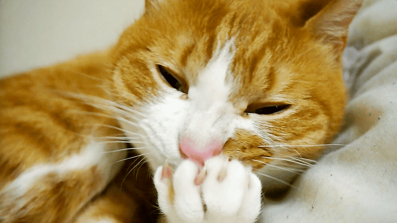 天使のような猫 かわいい 仕草 見て 究極の癒し ほっこり 猫動画 ハッチ マックのにゃんこ暮らし