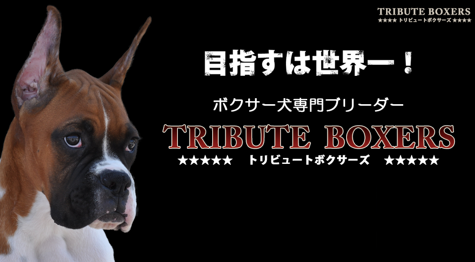 ボクサー犬専門店 チャンピオン犬の子犬が買えるお店