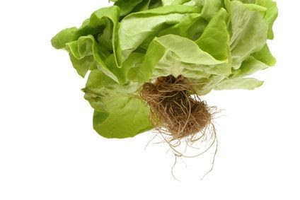 Hydroponic Farming Grants