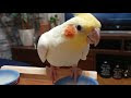 √1000以上 オカメインコ おもちゃ 怖がる 244242