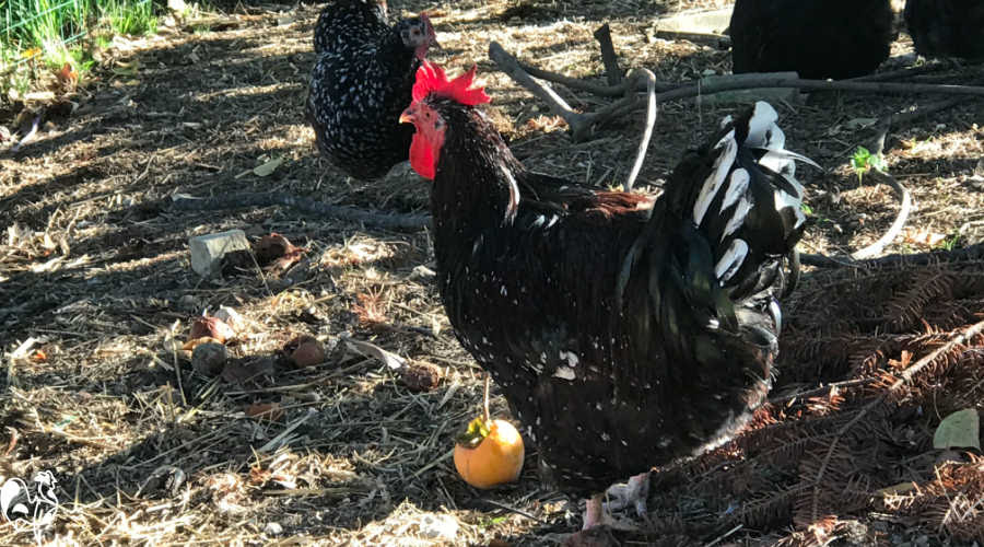 beautiful Speckled Sussex rooster, aged 22 weeks.
