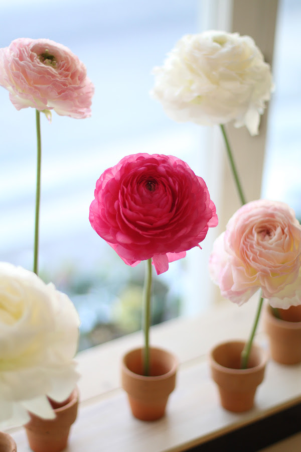 世界で一番花弁が多いと称される花 有 花のセイカエン