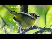 Beautifull Suara Burung Ciu Kunyit Jantan Gacor ini Paling Banyak Di Cari Buat Masteran, paling seru!