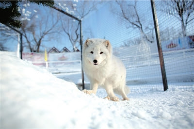 7匹の白いキツネ 北京の玉淵潭公園に登場 北京 玉淵潭公園 白いキツネ 東北サイト日本語