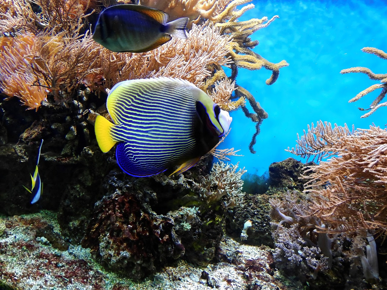 海水魚水槽 で大型ヤッコを飼いたい 記憶に残したいときのメモ帳