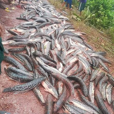 Gambar Manusia Kenduri Ratusan Ikan Toman Dan Tapah Gambar Manusia Kenduri Ratusan Ikan Toman Dan Tapah