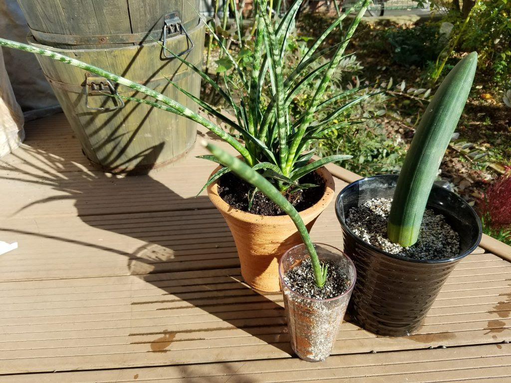 楽しい植え替えざんまい再び サンスベリアの植え替え