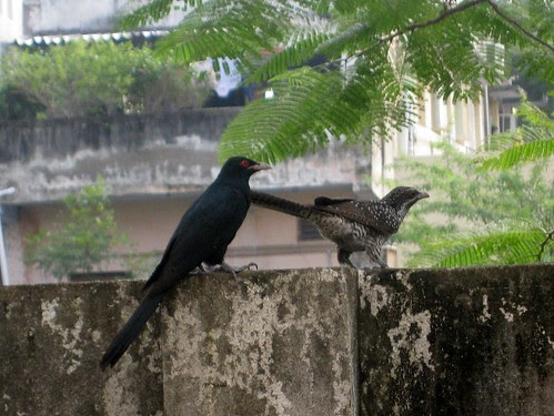 Koel couple