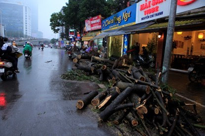 chặt hạ, cây xanh, Phan Đăng Long