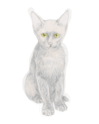 塗らずに描く 色鉛筆画の描き方 Vol 2 黒猫編 ダウンロード 塗り絵 付き 北野田絵画教室