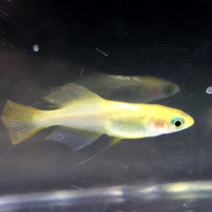 メダカを購入したが死んでしまう１番の理由は 水合わせを見直してみよう Sakana Tachihara Com 水槽で飼える生き物たち