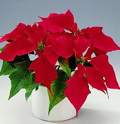 ポインセチアの花言葉 花言葉事典