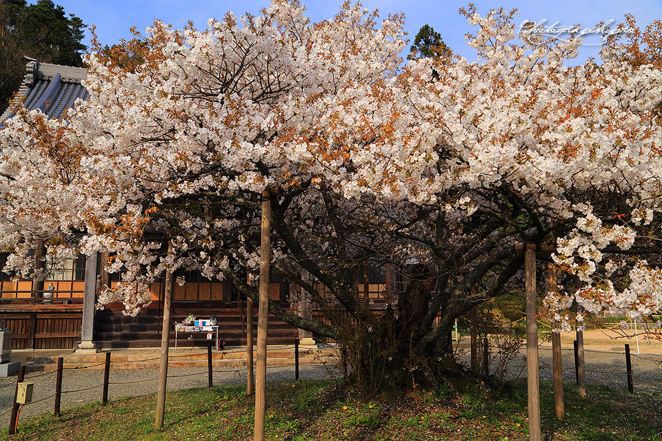 楊貴妃桜紀行