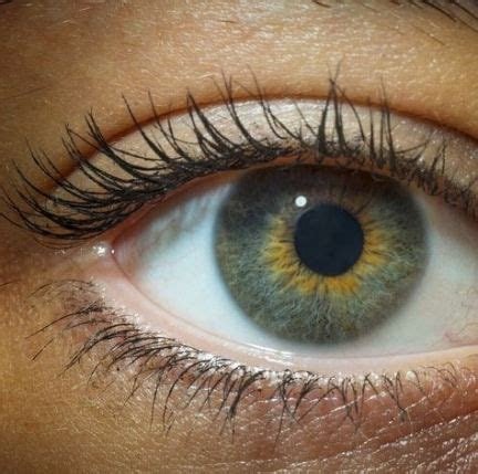 In the first few years of life, more melanin may accumulate in the iris, causing blue eyes to turn green, hazel or brown. eye color chart genetics hazel 45 new ideas eye color chart genetics