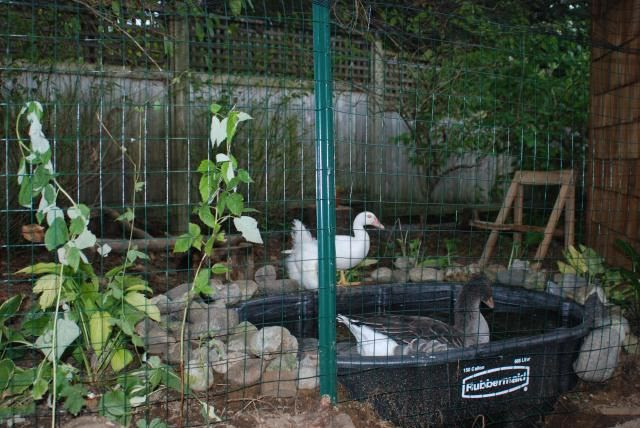 This type of semi-buried pool would work if the rest of your yard was ...