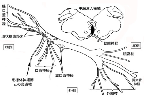 鹿児島大学 大学院医歯学総合研究科 形態科学 旧 神経解剖学 口岩 聡 私たちの研究