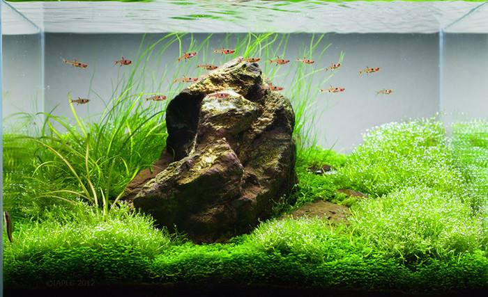 水草的生长形态 水草种植 草缸造景 水草大全