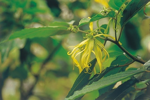 ルリビオが研究しているエキスの植物紹介 １２ エキスの植物 ルリビオブログ４