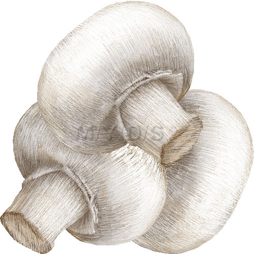 マッシュルーム ツクリタケのイラスト 条件付フリー素材集