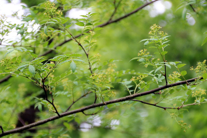樹木シリーズ26サンショウ イヌザンショウ あきた森づくり活動サポートセンター